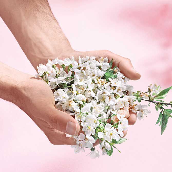 Lifestyle image of hands holding cherry blossom flowers